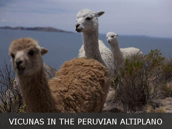 Vicunas in the Peruvian Altiplano - Daniel Silva