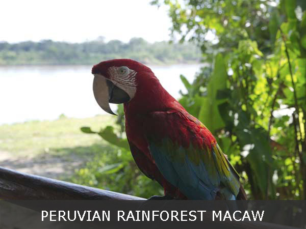 Peruvian rainforest macaw - Carlos Ibarra